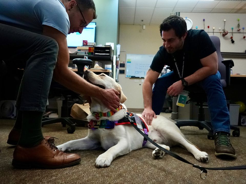 US-NEWS-WOULDBE-SHOW-DOG-FINDS-HIS-16-PO.jpg